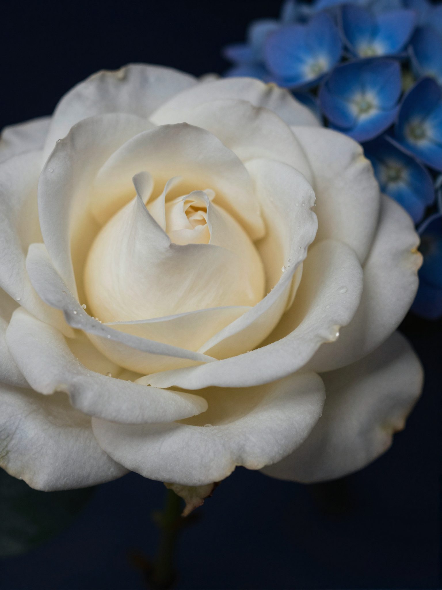 Macro di una rosa bianca e un'ortensia blu su fondo blu notte